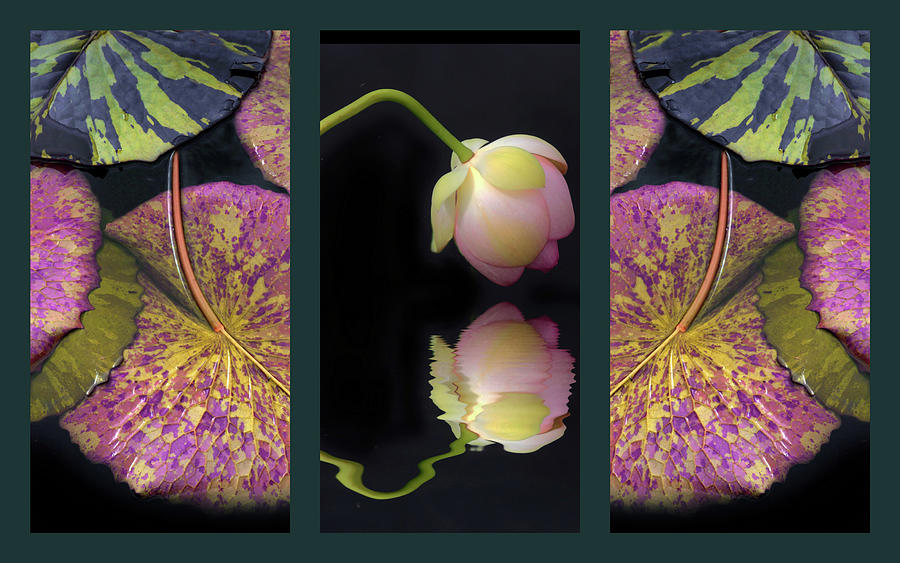 Lily Pond Photograph - Lily Pond Triptych by Jessica Jenney Lily Pond Photograph - Lily Pond Triptych by Jessica Jenney