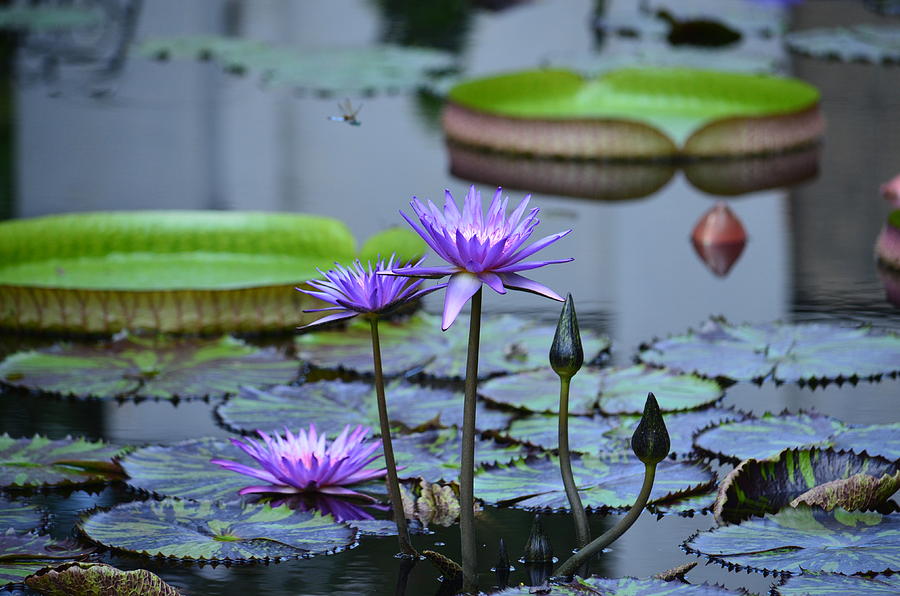 Nature Photograph - Lily Pond Wonders by Maria Urso