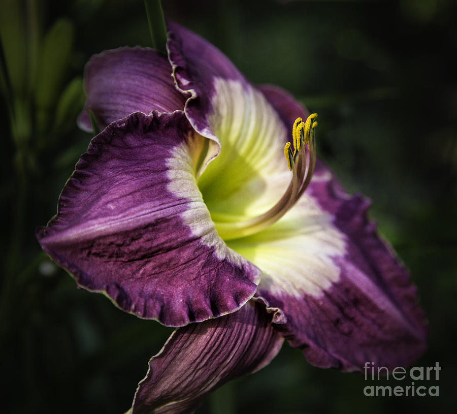 Lily Purple 1 Photograph by Timothy Hacker