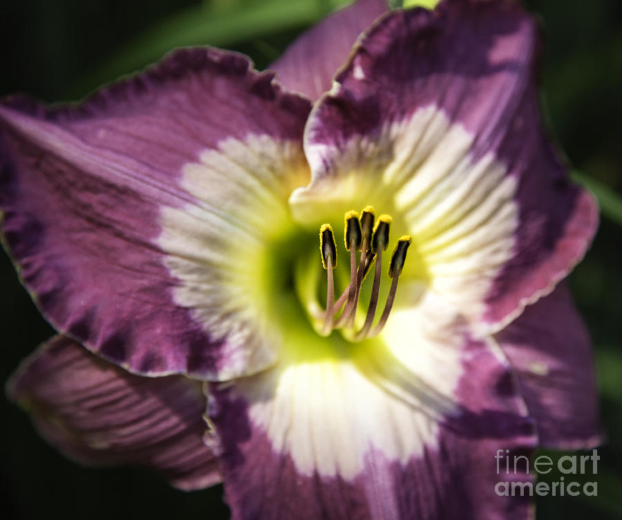 Lily Purple 2 Photograph by Timothy Hacker