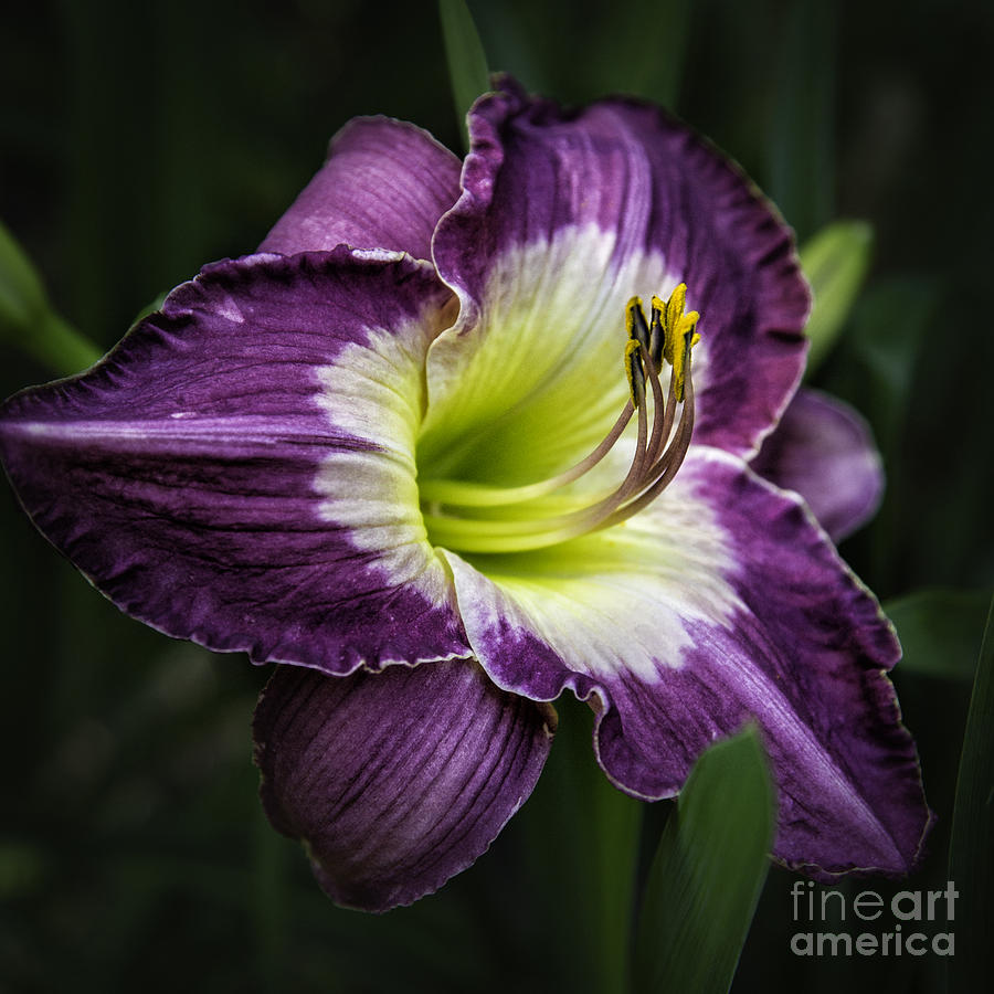 Lily Purple Photograph by Timothy Hacker