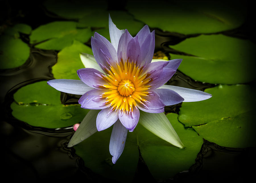 Lily Queen of the Pond  Photograph by Bonnie Follett