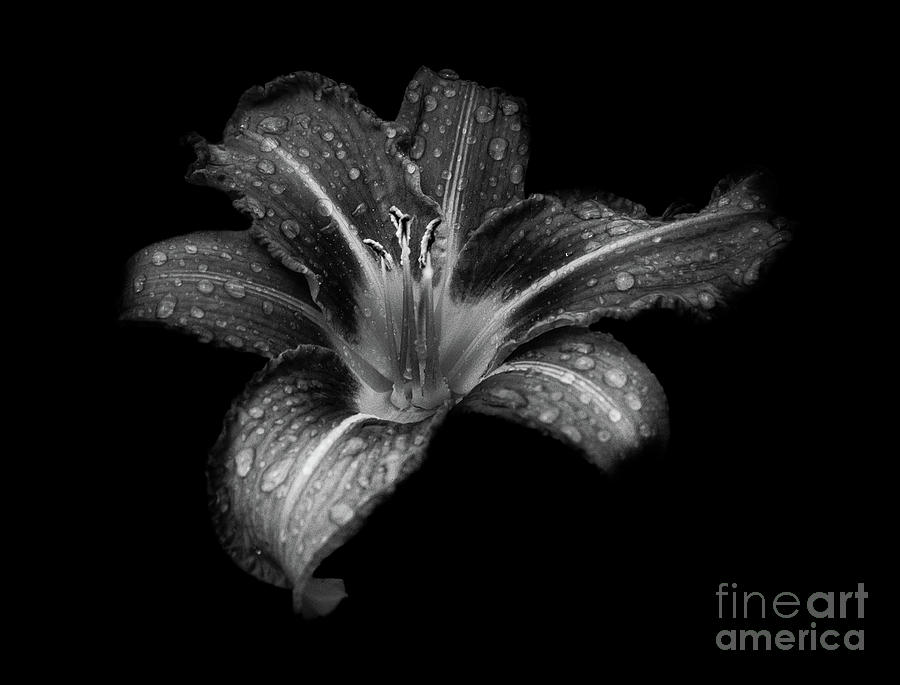 Lily Raindrops in Giverny, France, Black and White Photograph by Liesl Walsh