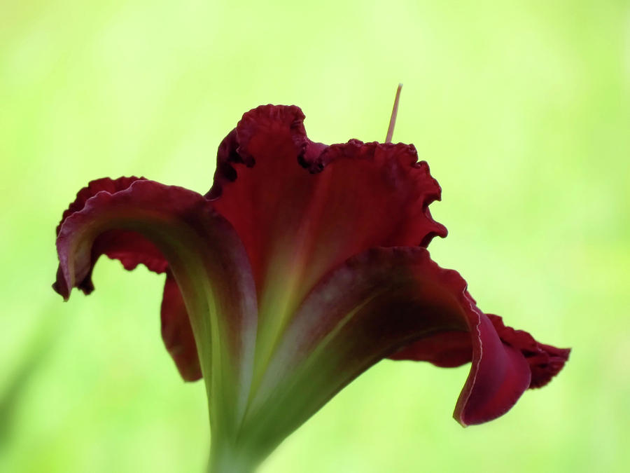 Lily Red on Green Photograph by MTBobbins Photography