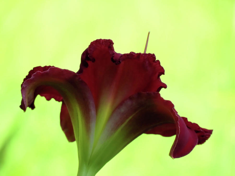 Lily Red on Yellow Green - Daylily Photograph by MTBobbins Photography
