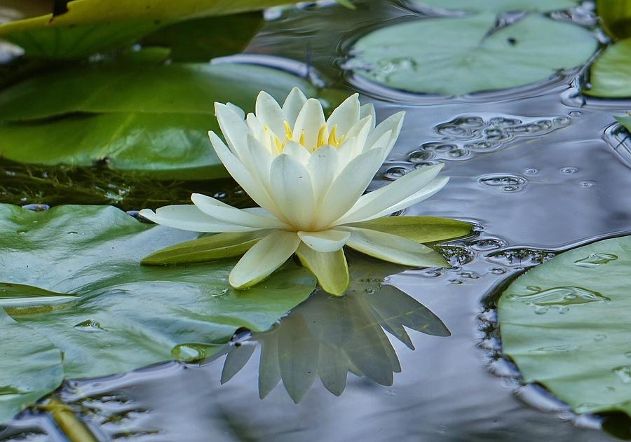 Lily Reflection Photograph By Beth Deitrick - Fine Art America