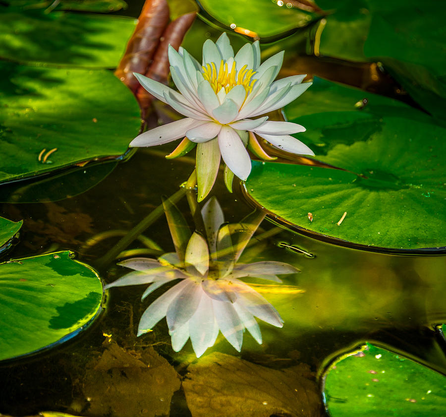 Lily Reflection Photograph by Jerry Cahill
