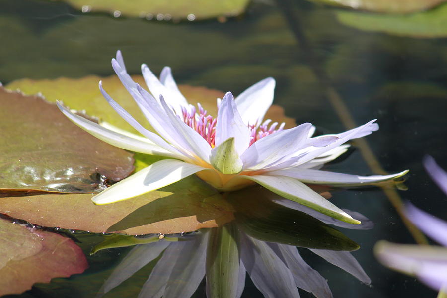 Lily Reflection Photograph by Nancy Chase