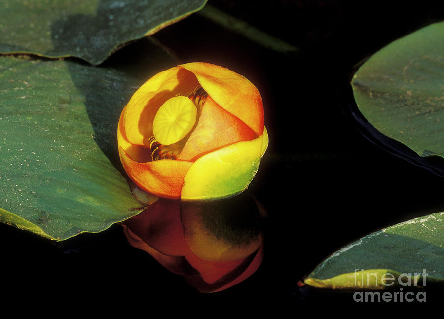 Lily Reflection Photograph by Sandra Bronstein