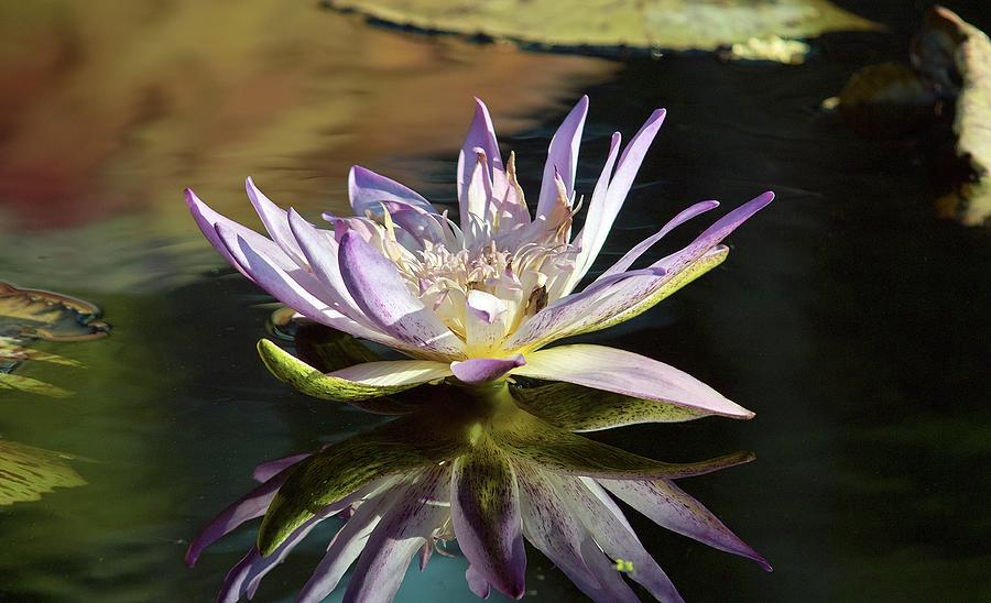 Lily Reflections Photograph by Gary Dean Mercer Clark