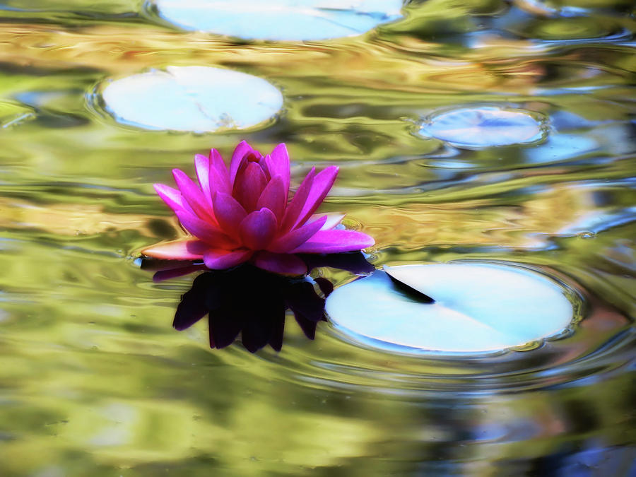 Lily Ripples - Water Lily Photograph by MTBobbins Photography