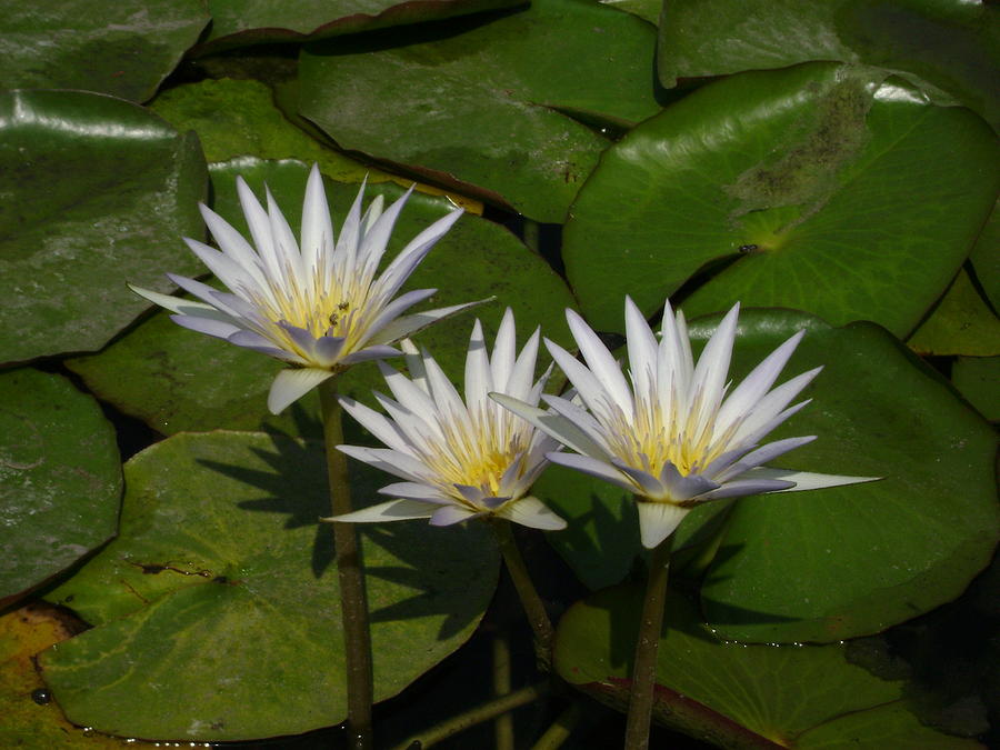 Lily by Robert Gray Lily by Robert Gray