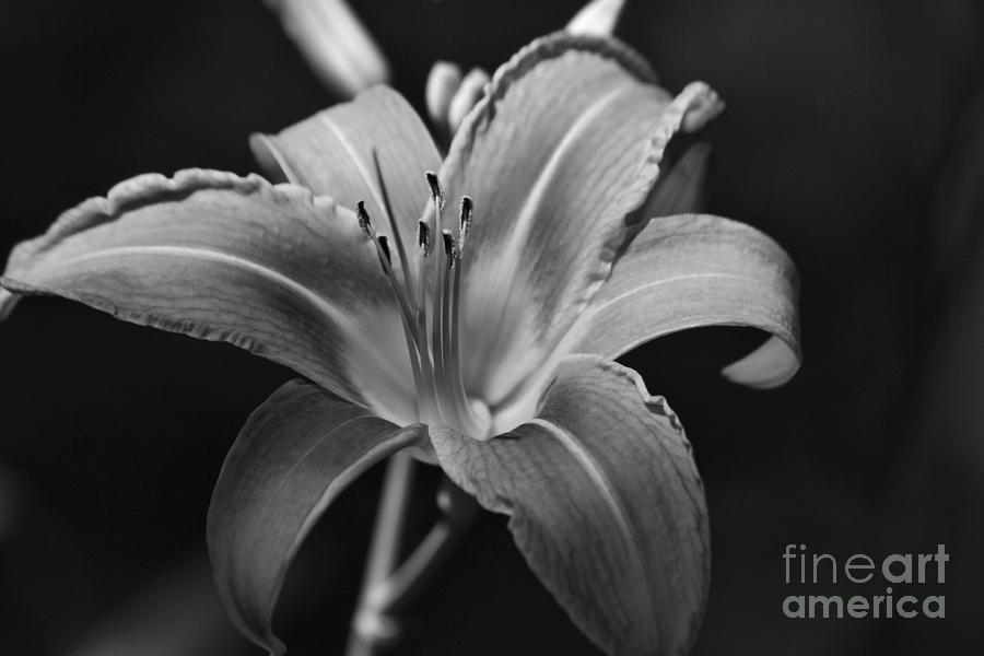 Lily in Black and White Photograph by Sandra Huston