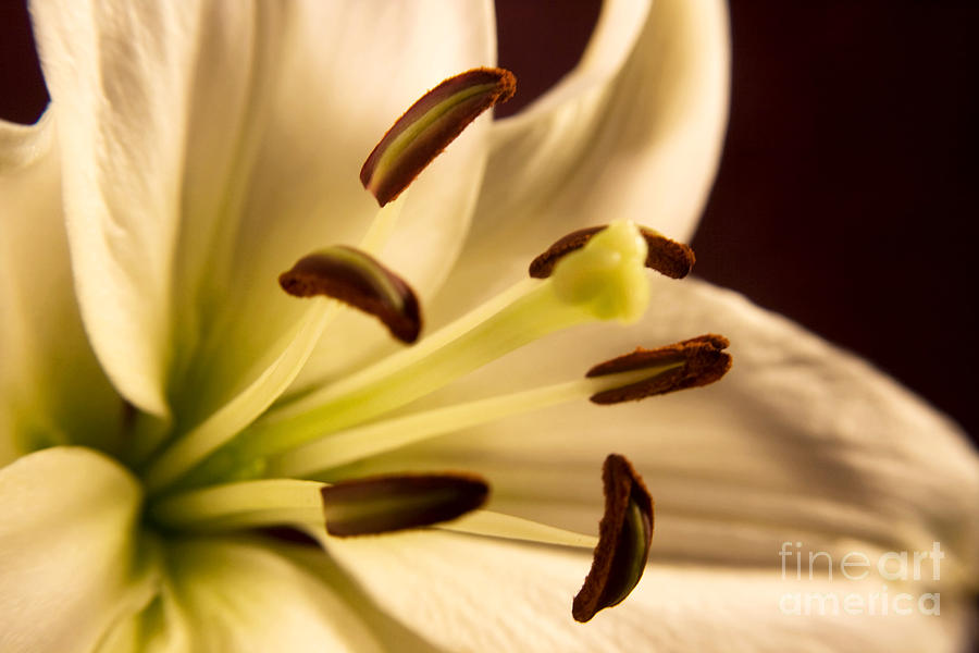 Lily Series 2 Photograph By Robin Lynne Schwind Fine Art America 1951