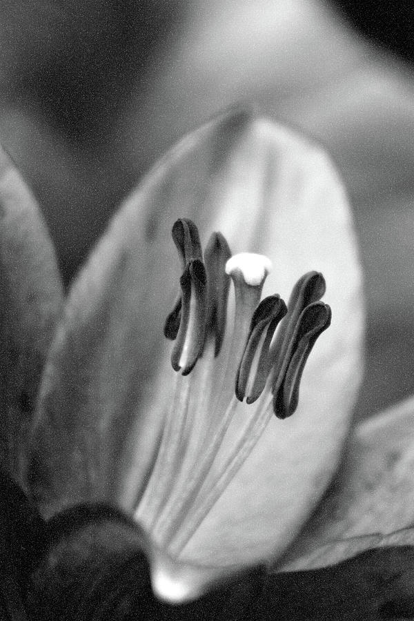 Lily - Simply Spring 06 - BW - Water Paper Photograph by Pamela Critchlow
