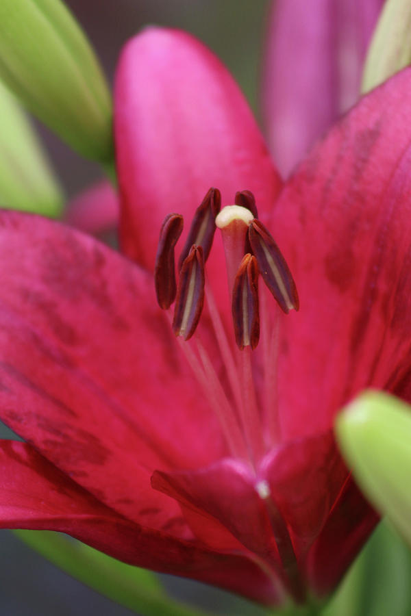 Lily - Simply Spring 09 Photograph by Pamela Critchlow