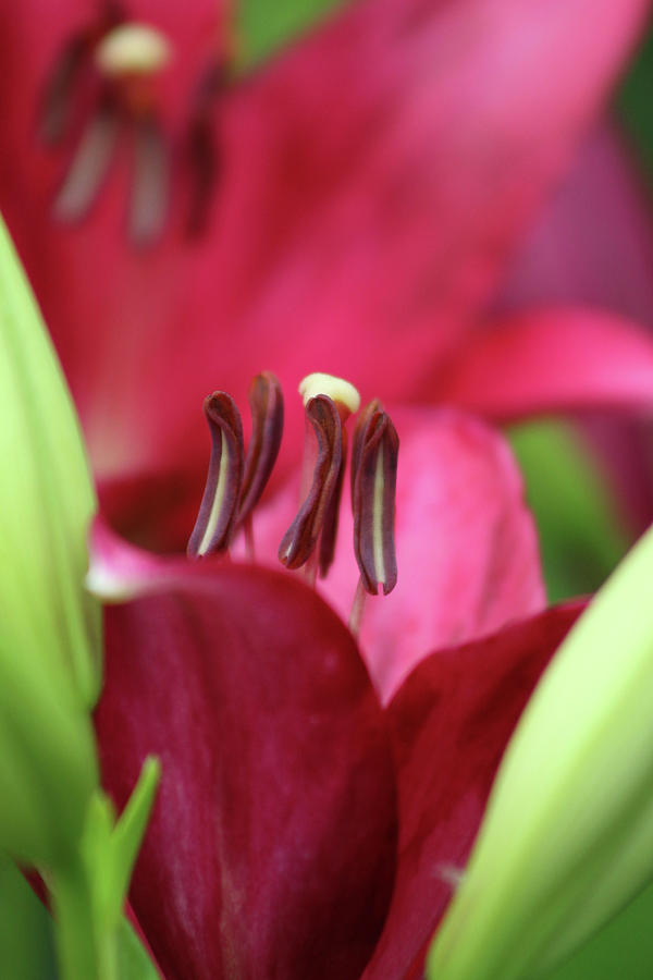 Lily - Simply Spring 10 Photograph by Pamela Critchlow