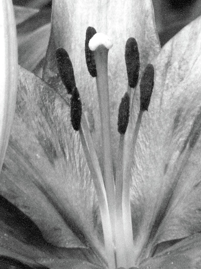 Lily - Simply Spring 18 - BW - Water Paper Photograph by Pamela Critchlow