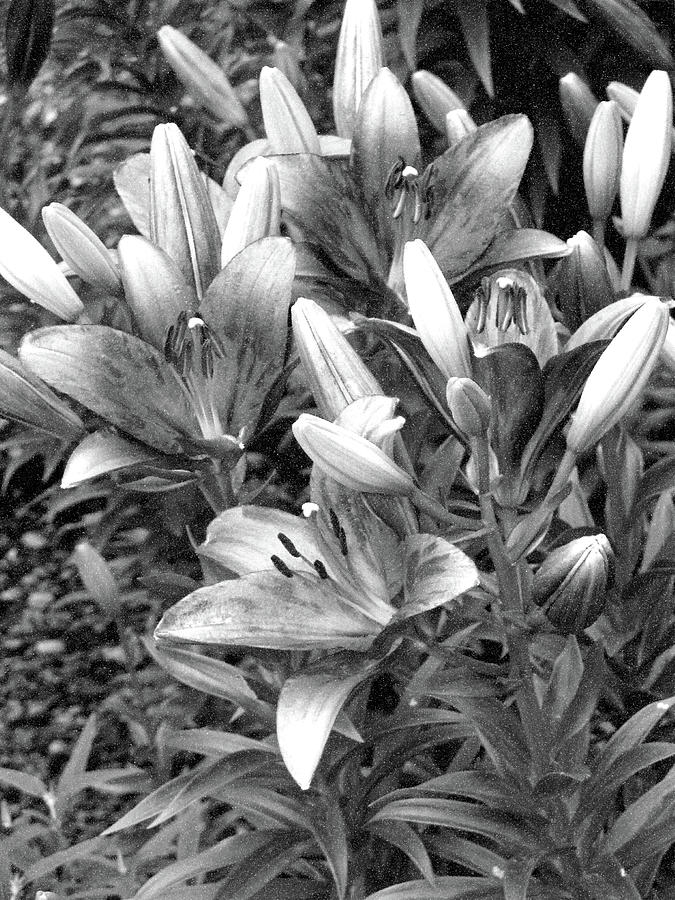 Lily - Simply Spring 22 - BW - Water Paper Photograph by Pamela Critchlow