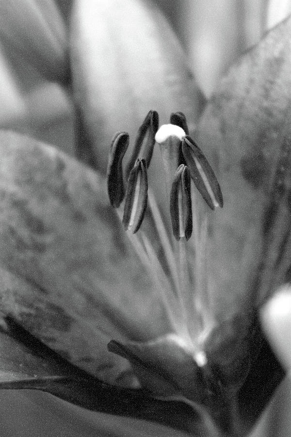 Lily - Simply Spring 26 - BW - Water Paper Photograph by Pamela Critchlow