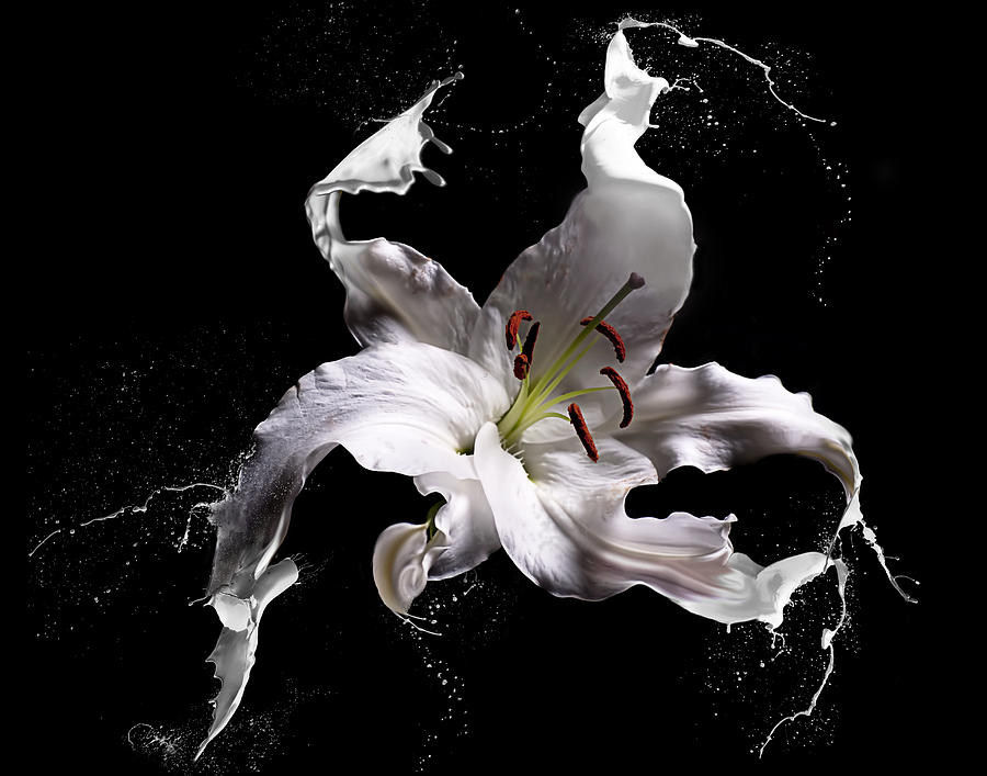 Lily Splash Photograph by Lori Hutchison Lily Splash Photograph by Lori Hutchison