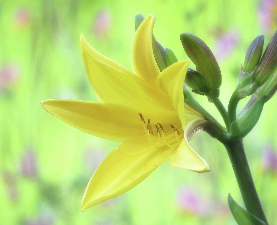 Lily Spring Close Up - Daylily Photograph by MTBobbins Photography