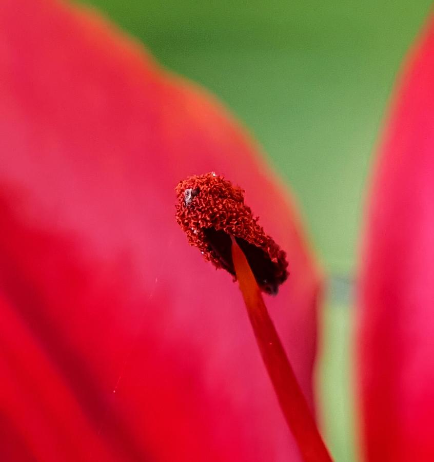 Lily Stamen Photograph by Bruce Carpenter