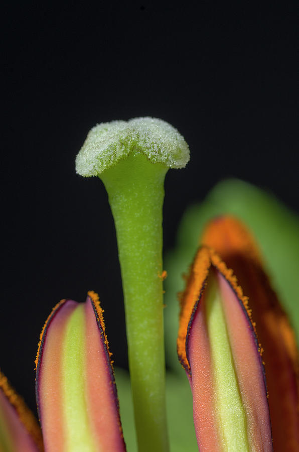 Lily Stamen Macro 1 Photograph by Bob Corson - Fine Art America