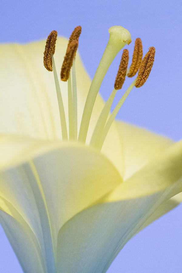 Lily Stamens  Photograph by Diane Fifield