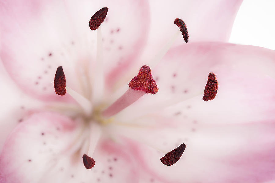 Lily Stamens Photograph by Michelle Whitmore
