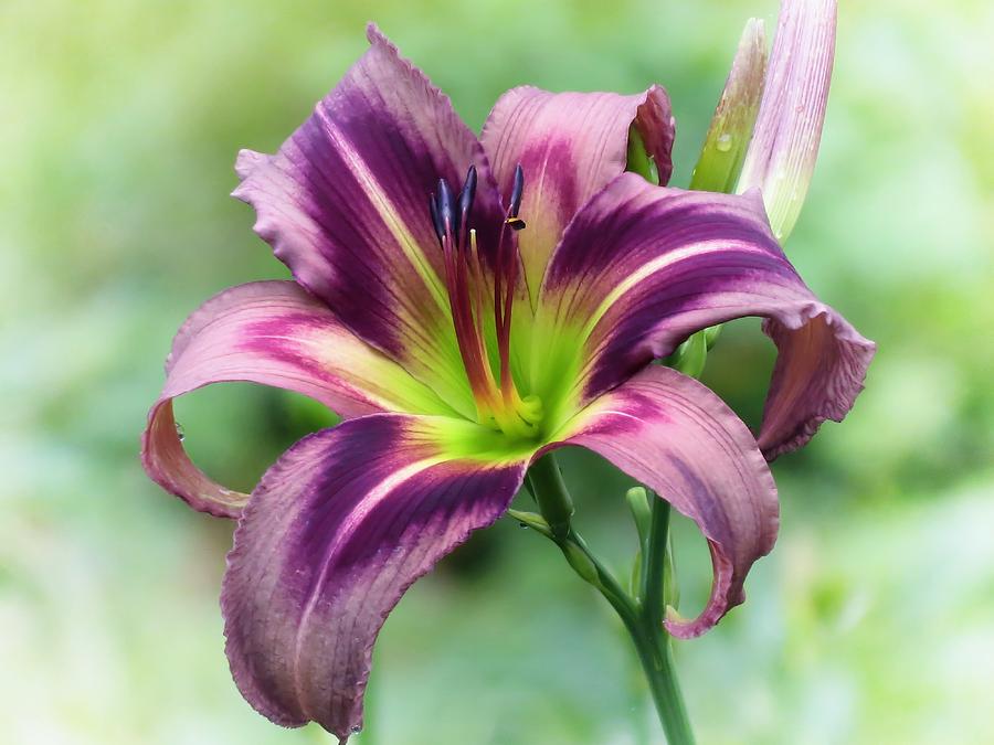 Lily Star - Daylily Photograph by MTBobbins Photography