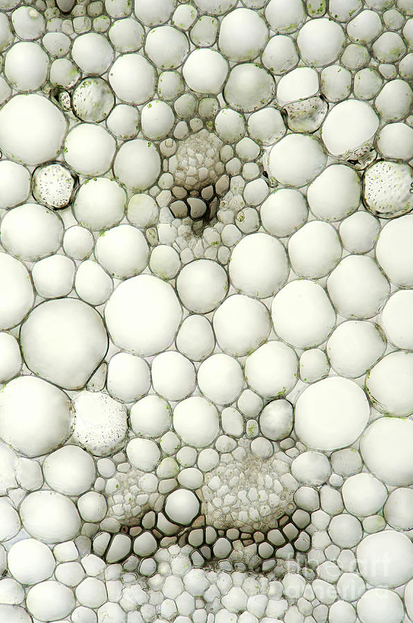 Lily Stem, Bright Field Micrograph Photograph by Marek Mis