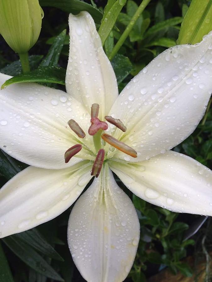 Lily Photograph by Stephanie Maclean - Fine Art America