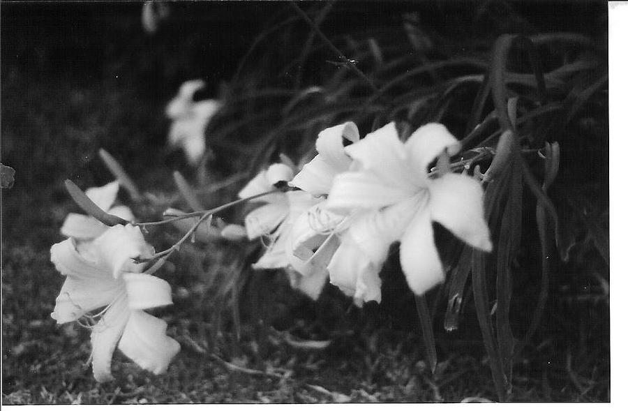 Lily Photograph by Stephen Cottingham - Fine Art America