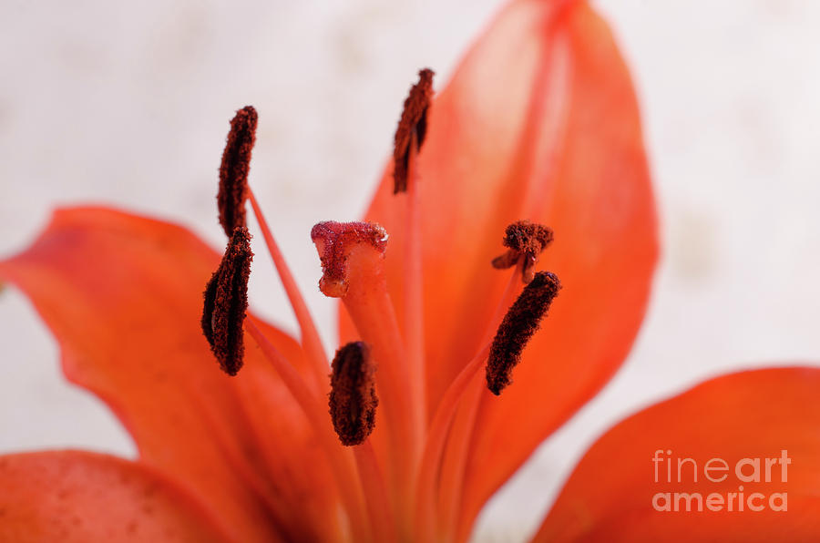 Lily Stigma Botanical / Nature / Floral Photograph Photograph by PIPA Fine Art - Simply Solid