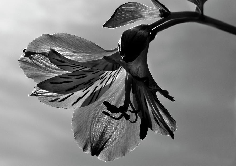 Lily Sun Dance Monochrome. Photograph by Terence Davis