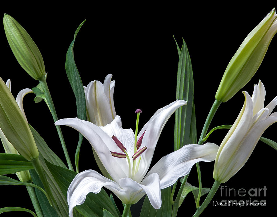 A White Oriental Lily Surrounded Photograph By David Perry Lawrence
