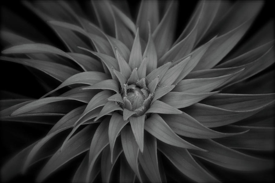 Lily Swirl by Melissa Lane Lily Swirl by Melissa Lane