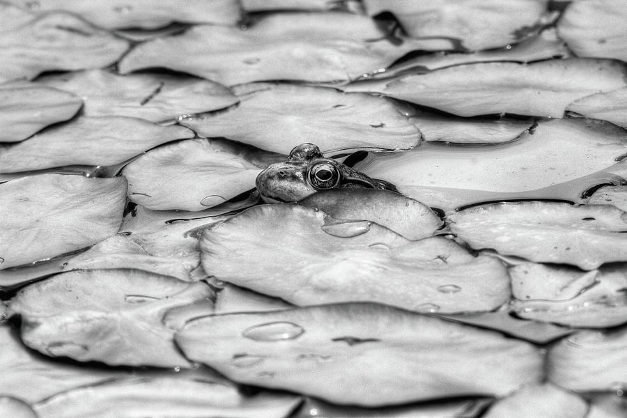 Lily the Frog BW Photograph by Dawn J Benko