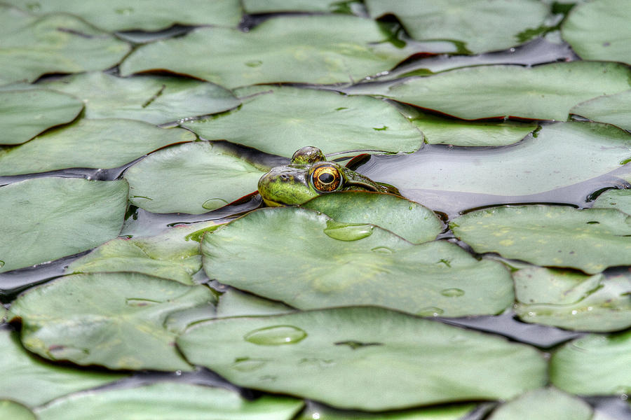 Lily the Frog Photograph by Dawn J Benko