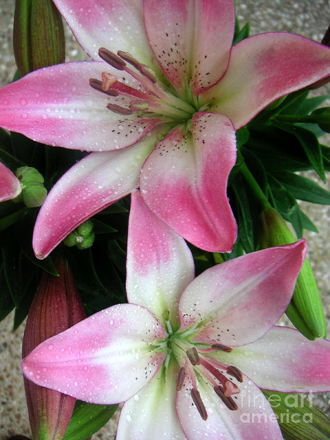 Nature Photograph - Lily Times Two by Lucyna A M Green