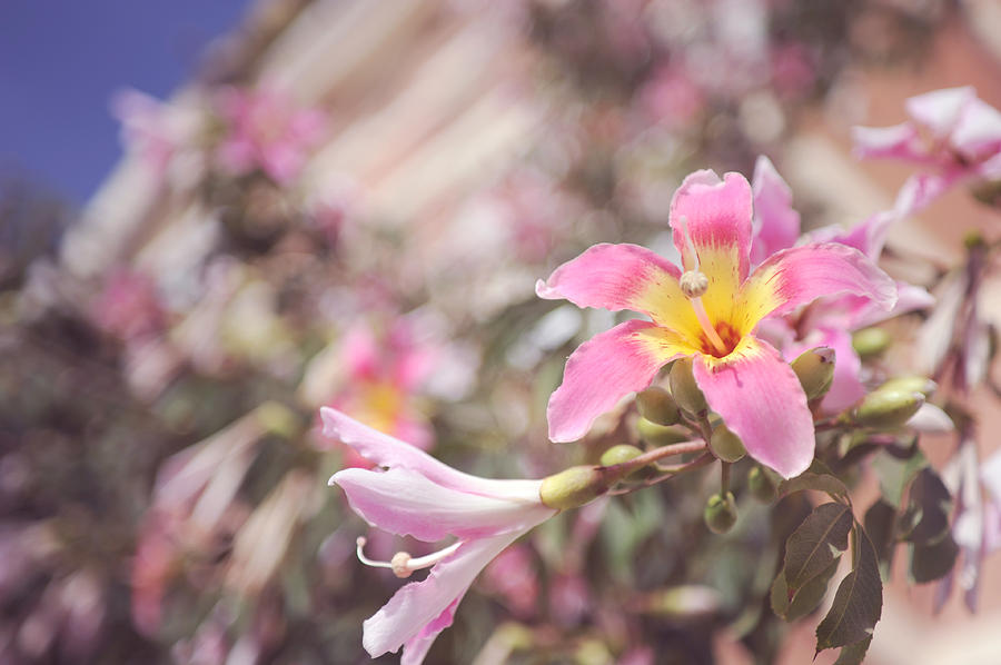 Lily Tree. Flowers of Malaga Photograph by Jenny Rainbow
