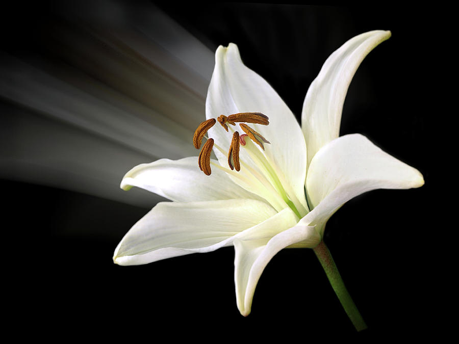 Lily Trumpet Photograph by Gill Billington