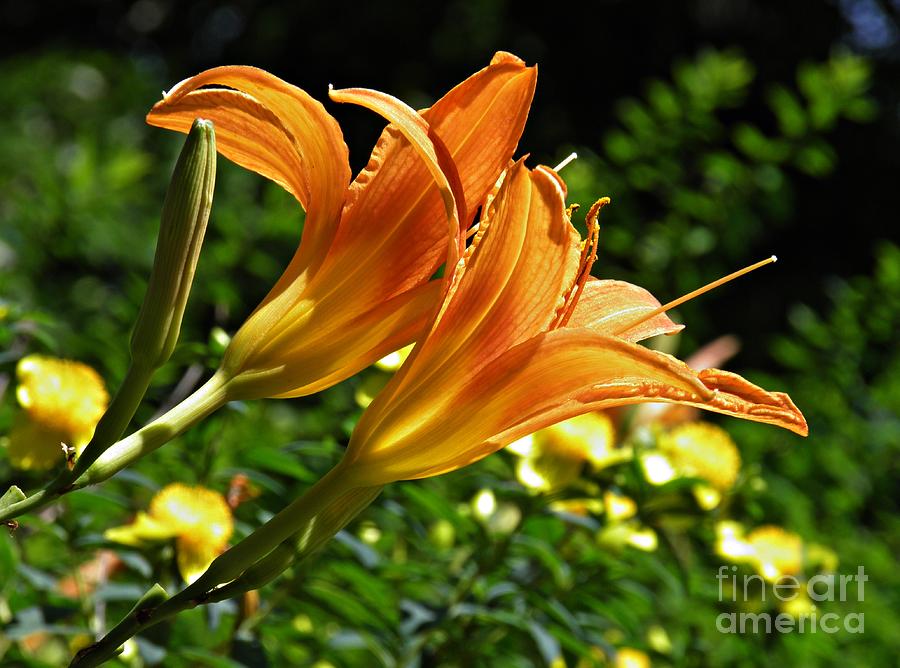 Lily Photograph - Lily Twins by Sarah Loft