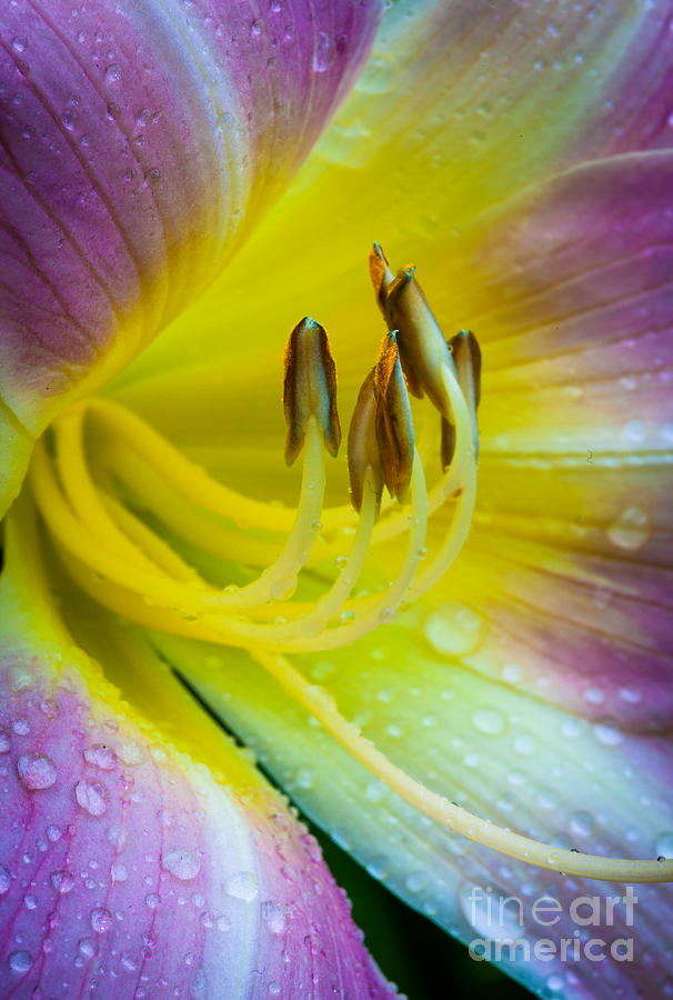 Lily Photograph - Lily Universe by Inge Johnsson