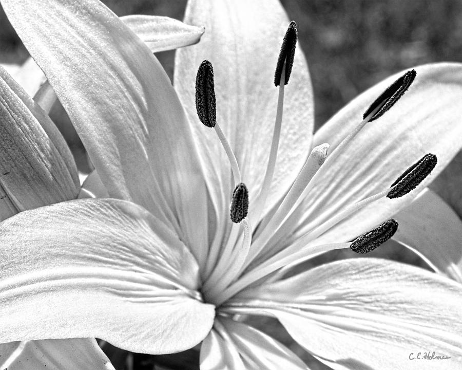 Lily White - BW Photograph by Christopher Holmes