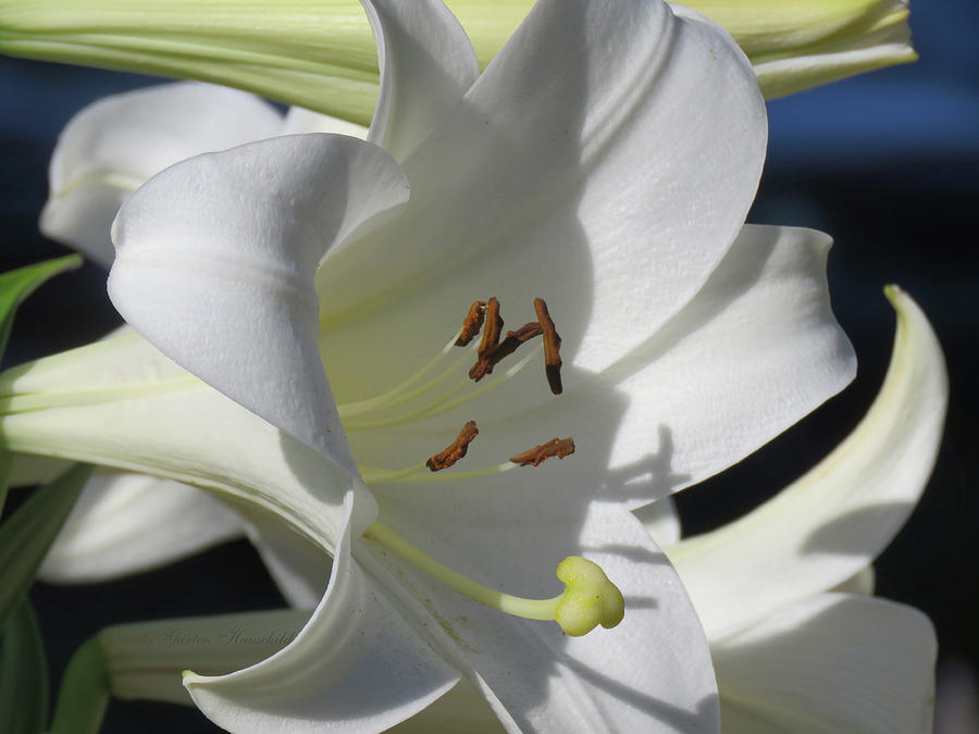 Lily White Beauty - Garden Flowers Photography - Lily Macro Photograph by Brooks Garten Hauschild