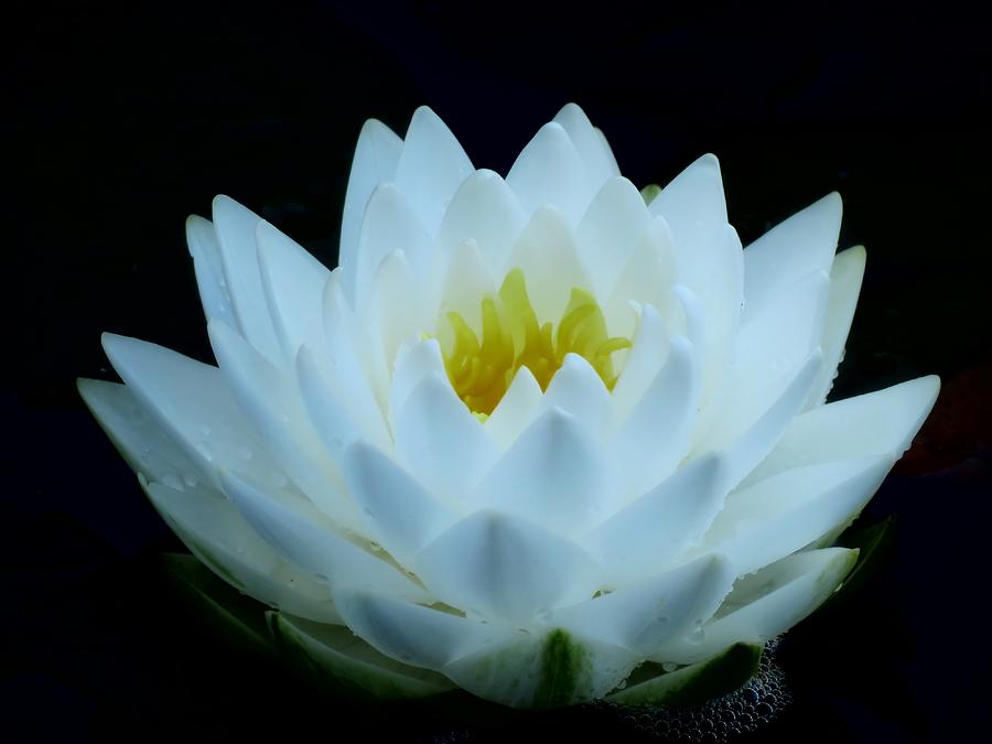 Lily White - Water Lily Photograph by MTBobbins Photography