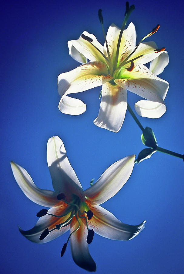 Billys Lilies Photograph by William T Templeton