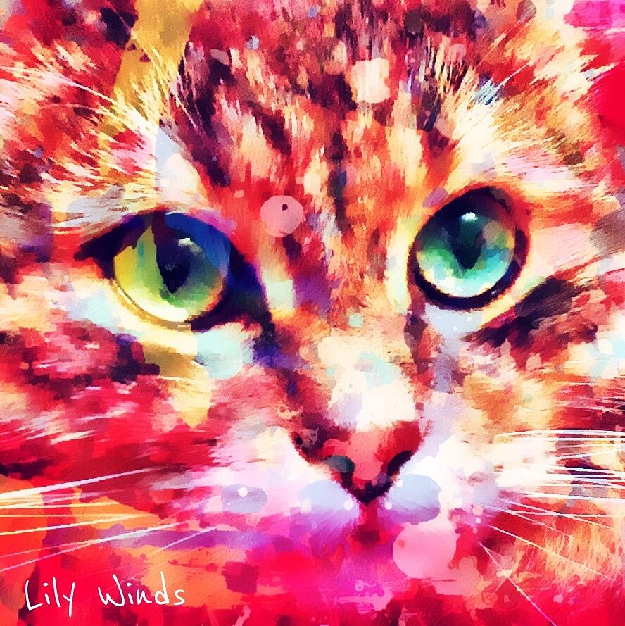 Cat Photograph - Lily Winds Kitty Glow by Lily Winds